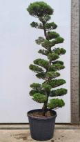 Juniperus Kaizuka Cloud Tree Unique Tree For Sale UK