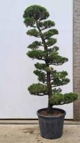 Juniperus Kaizuka Cloud Tree Unique Tree For Sale UK