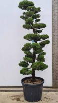 Juniperus Kaizuka Cloud Tree Unique Tree For Sale UK