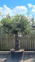 Olea Europaea Olive Bonsai Unique Tree For Sale UK