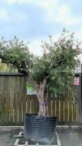 Olea Europaea Olive Bonsai Unique Tree For Sale UK