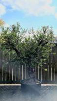 Olea Europaea Olive Bonsai Unique Tree For Sale UK
