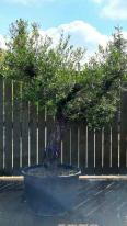 Olea Europaea Olive Bonsai Unique Tree For Sale UK