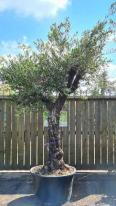 Olea Europaea Olive Bonsai Unique Tree For Sale UK