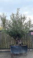Olea Europaea Olive Bonsai Unique Tree For Sale UK
