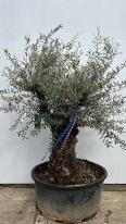 Olea Europaea Olive Tree Unique Tree For Sale UK