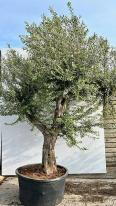 Olea Europaea Olive Tree Unique Tree For Sale UK