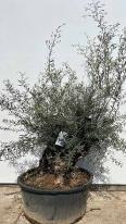 Olea Europaea Olive Tree Unique Tree For Sale UK
