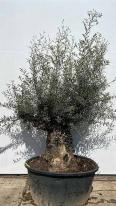 Olea Europaea Olive Tree Unique Tree For Sale UK