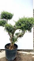 Olea Europaea Olive Tree Unique Tree For Sale UK