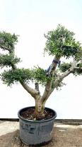 Olea Europaea Olive Tree Unique Tree For Sale UK