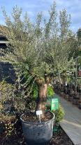 Olea Europaea Olive Tree Unique Tree For Sale UK