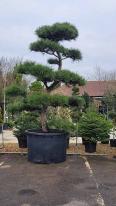 Pinus Nigra Unique Tree For Sale UK