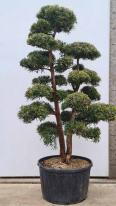 Podocarpus Macrophyllus Cloud Tree Unique Tree For Sale UK