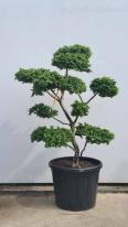 Ulmus minor Jacqueline Hillier Cloud Tree Unique Tree For Sale UK