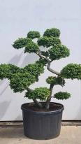 Ulmus minor Jacqueline Hillier Cloud Tree Unique Tree For Sale UK