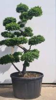 Ulmus minor Jacqueline Hillier Cloud Tree Unique Tree For Sale UK