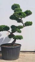 Ulmus minor Jacqueline Hillier Cloud Tree Unique Tree For Sale UK