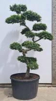 Ulmus minor Jacqueline Hillier Cloud Tree Unique Tree For Sale UK
