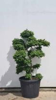 Ulmus minor Jacqueline Hillier Cloud Tree Unique Tree For Sale UK
