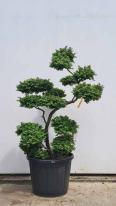 Ulmus minor Jacqueline Hillier Cloud Tree Unique Tree For Sale UK