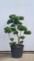 Ulmus minor Jacqueline Hillier Cloud Tree Unique Tree For Sale UK
