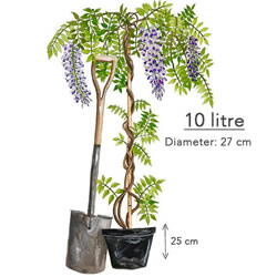 10 Litre Pot Size Climbing Wisteria