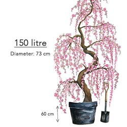 150 Litre Pot Size Weeping Prunus