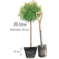 20 Litre Pot Size topiary Laurel tree