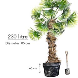 230 Litre Pot Size Trachcarpus Palm Tree