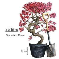 35 Litre Pot Size Japanese Acer