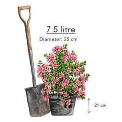 7.5 Litre Pot Size Azalea