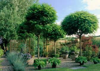 Bogo Plants