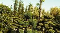 The Japanese Cloud Tree Collection - Short Version