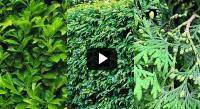 Hedging Plants: 3 great plant choices for an evergreen hedge