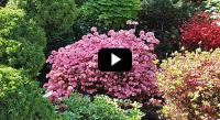 Garden video guide to choosing plants for the UK climate by Paramount Plants