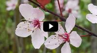 How to plant a potted tree by Paramount Plants. Our video guide to planting a new tree.