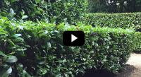 How To Plant A Rootball Hedge