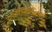 Japanese Maple Trees at Paramount Plants