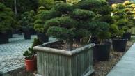The Japanese Cloud Tree Collection at Paramount Plants