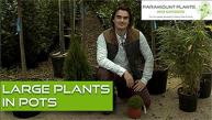 This how-to video explains keeping plants in containers with top tips for ensuring your potted plant will thrive 